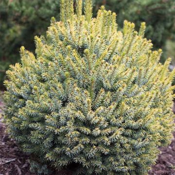 Picea sitchensis Midget