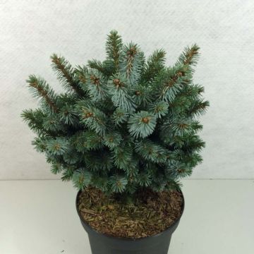 Picea sitchensis Silberzwerg