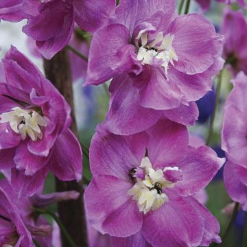 Garten-Rittersporn Strawberry Fair - Delphinium