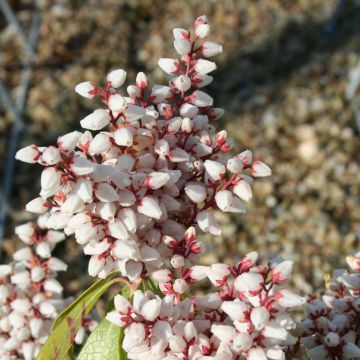 Schattenglöckchen Bonfire - Pieris japonica