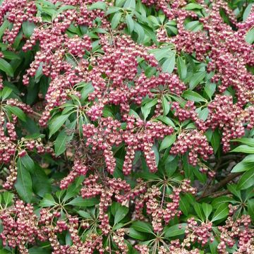 Schattenglöckchen Valley Valentine - Pieris japonica