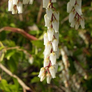 Schattenglöckchen Mountain Fire - Pieris japonica