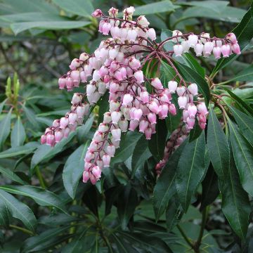 Schattenglöckchen Pink passion - Pieris japonica