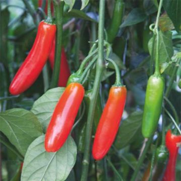 Serrano-Chili Serrano