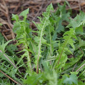 Wiesen-Löwenzähne Cœur Plein amélioré - Taraxacum officinale