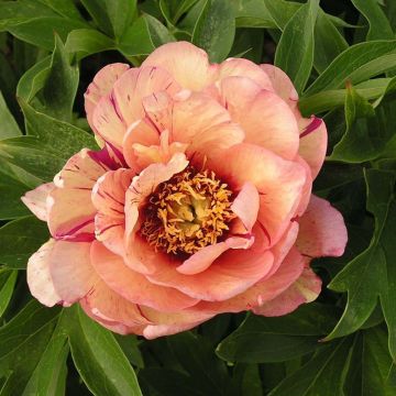 Paeonia Itoh Callies Memory