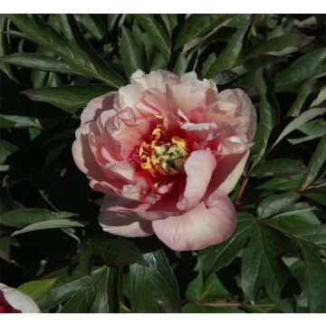 Pivoine Itoh Canary Brillant