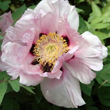 Paeonia suffruticosa Lilac - Strauch-Pfingstrose