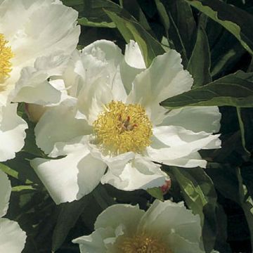 Paeonia lactiflora White Wings - Edel-Pfingstrosen