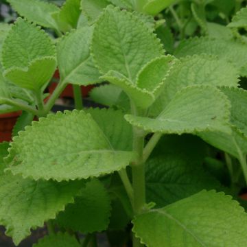 Mexikanischer Oregano - Plectranthus amboinicus