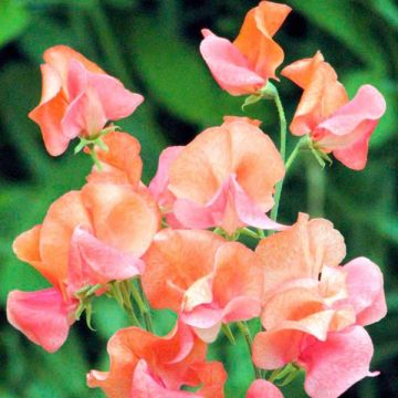 Duftwicke Prince of Orange (Samen) - Lathyrus odoratus