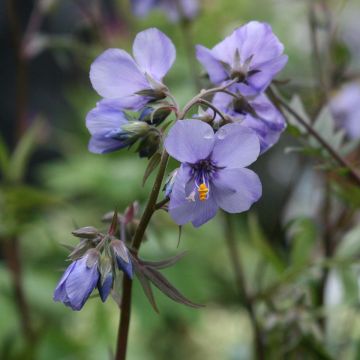 Polemonium Bressingham Purple - Jakobsleiter