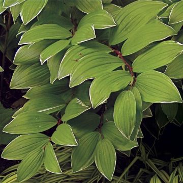 Polygonatum falcatum Variegatum - Weißwurz