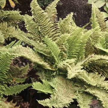 Weicher Schildfarn Plumosum Densum - Polystichum setiferum