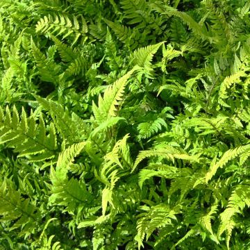 Polystichum tsus-simense - Aspidie, fougère