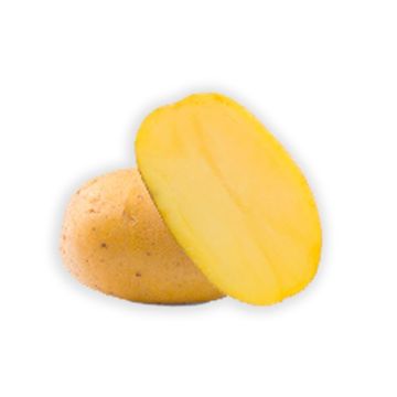 Pomme de terre Goldmarie 