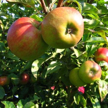 Apfelbaum Elstar - Malus domestica