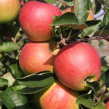 Apfelbaum Jonagold - Malus domestica