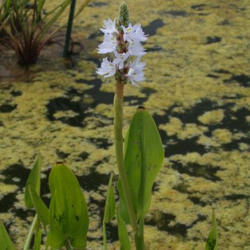 Pontederia cordata White Pike - Hechtkraut