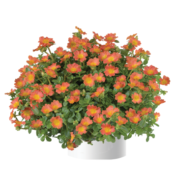 Portulak Pazzaz Nano Orange - Portulaca