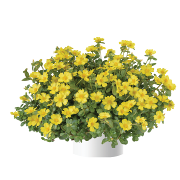 Portulak Pazzaz Nano Yellow - Portulaca