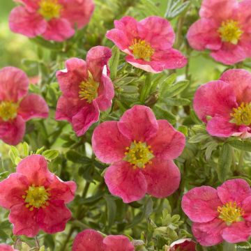 Fingerstrauch Danny Boy - Potentilla fruticosa