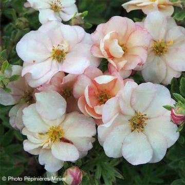 Fingerstrauch Double Punch Pastel - Potentilla fruticosa