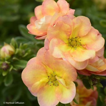 Fingerstrauch Double Punch Peach - Potentilla fruticosa