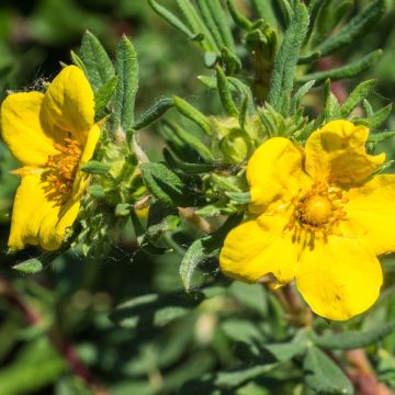 Fingerstrauch Elizabeth - Potentilla fruticosa