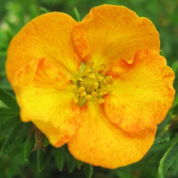 Fingerstrauch Tangerine - Potentilla fruticosa