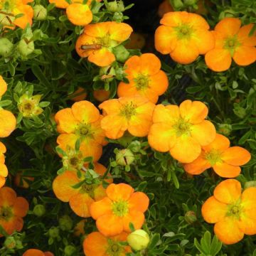 Potentille arbustive Bella Sol - Potentilla fruticosa