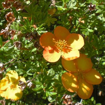 Fingerstrauch Solar'issima - Potentilla fruticosa