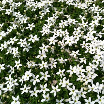 Pratia pedunculata Alba - Teppichlobelie