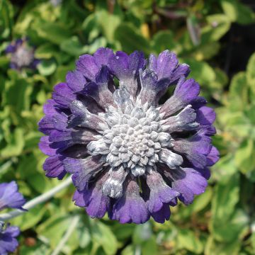 Primula capitata subsp. mooreana - Kopfige Schlüsselblume