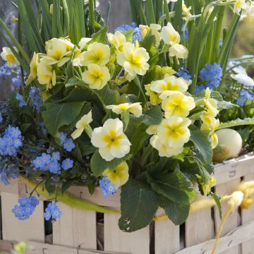 Primula Everlast F1 - Kissenprimel