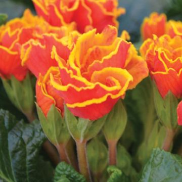 Primula Flamenco Fire - Kissenprimel