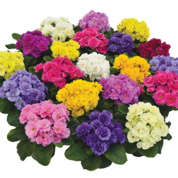 Primula Rubens Mix - Kissenprimel