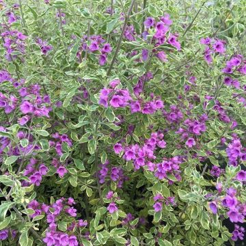 Prostanthera ovalifolia Variegata - Minzbusch