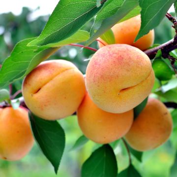 Aprikose Nanum - Prunus armeniaca