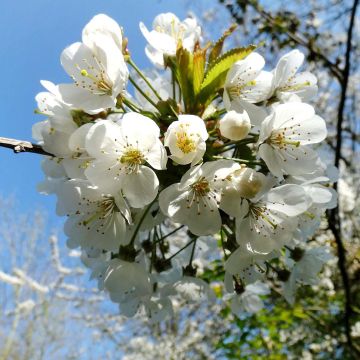 Vogelkirsche - Prunus avium