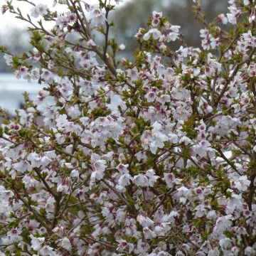 Fuji-Kirsche Kojo no mai - Prunus incisa