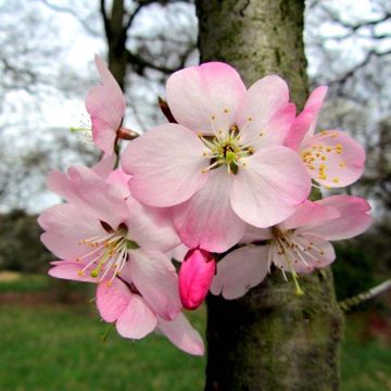 Cerisier à fleurs du Japon nain - Prunus incisa Paean