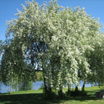 Gewöhnliche Trauben-Kirsche - Prunus padus