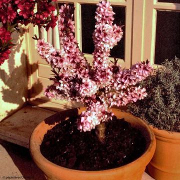 Pfirsich Crimson 'Bonfire' - Prunus persica