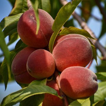 Pfirsich Sanguine - Prunus persica