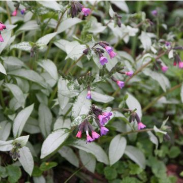 Lungenkraut Majesté - Pulmonaria