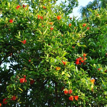 Granatapfelbaum Fina Tendral - Punica granatum