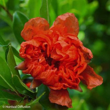 Granatapfelbaum Plena - Punica granatum