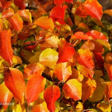 Chinesische Wildbirne Chanticleer - Pyrus calleryana