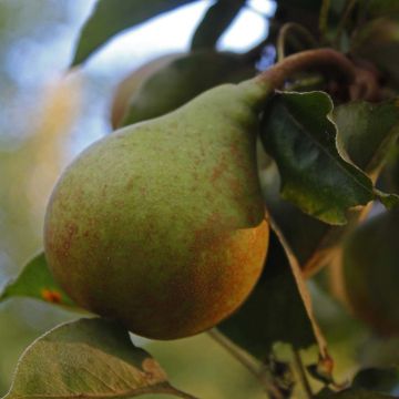 Birnbaum Jeanne d’Arc - Pyrus communis